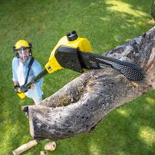 Best Emergency Tree Removal  in Pueblo West, CO