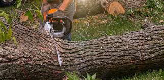 Best Hazardous Tree Removal  in Pueblo West, CO