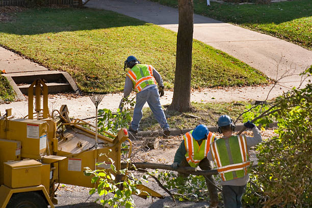 Best Tree Disease Treatment  in Pueblo West, CO