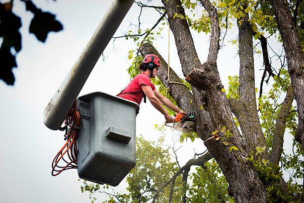 Best Root Management and Removal  in Pueblo West, CO